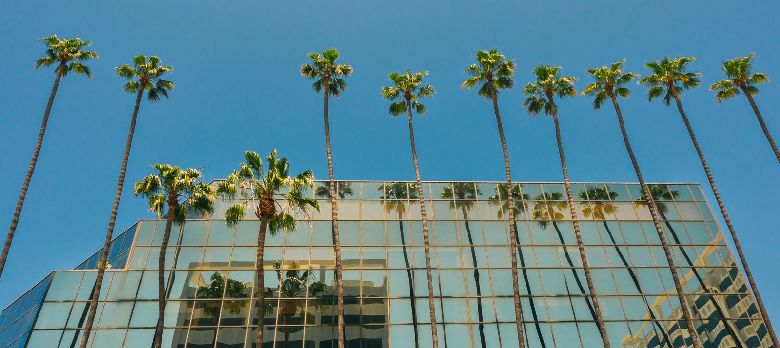 Photo 007 Palm trees mirror building